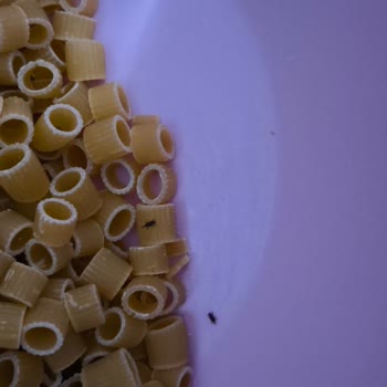 Makarna Paketlerinden Çıkan Böcekler: Denetim Eksikliği