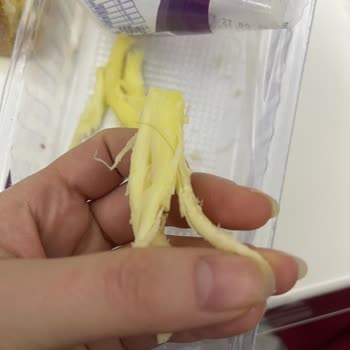 Kebir Peynirinde Sağlık Tehdidi!