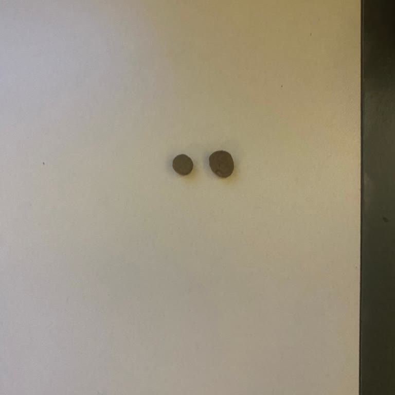 Yanıltıcı Ürün Ve Satıcı Sorunu: Sahte Kedi Maması