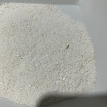 Bebek Mamasında Böcek Şoku