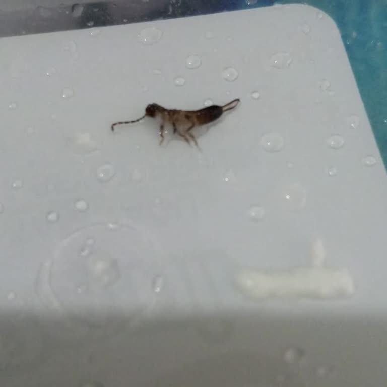 Şok Market'ten Aldığım Peynirde Böcek Şoku