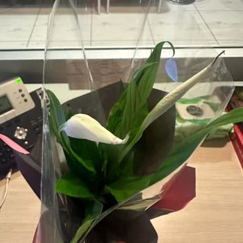 Geç Gelen Sipariş Ve Hayal Kırıklığı Yaratan Çiçek