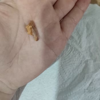 Tavuk Dürümde Büyük Kemik Şoku