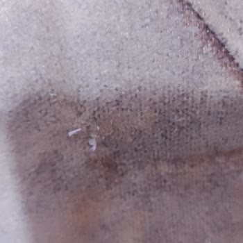 Koltuk Takımında Çıtırtı Ve Tahta Tozu Sorunu