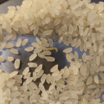 Reis Gıda Böceklenen Pirinç Güvenimizi Sarsıyor!