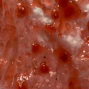 File Market Dondurulmuş Frambuazda Kurt Şoku