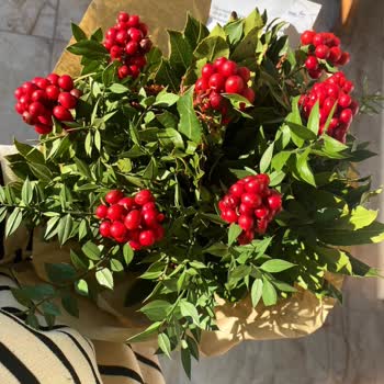 Görsel Yanıltması: Kokina Çiçeği Hayal Kırıklığı