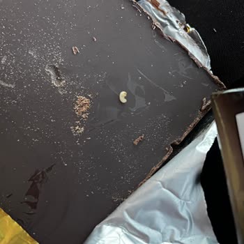 Kurtlanmış Çikolata Şoku