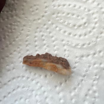 Tehlikeli Kuruyemiş Deneyimi