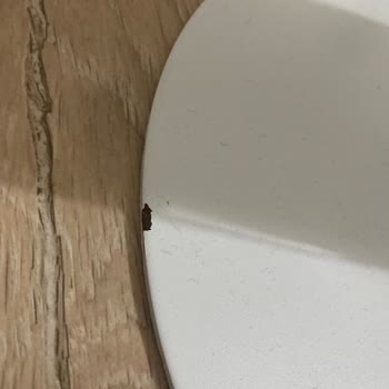 Dyson Stand Değişim Talebi Ve Müşteri Hizmetleri İlgisizliği