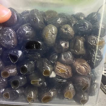 Tukaş Zeytinlerinde Küflenme Ve Kalite Düşüşü