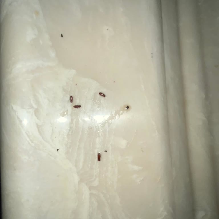 Böcekli Un Şoku: Ekmek Yapma Hevesim Kursağımda Kaldı