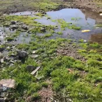 İzmir Dikili Belediyesi Foseptik Çukuru Taşması Nedeniyle Sağlık Ve Yaşam Kalitesi Tehlikede