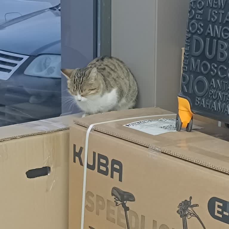 Mağaza İçindeki Kedi Sorunu Çözülmüyor