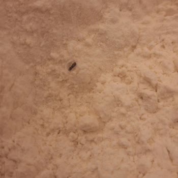 BİM Böceklenmiş Efsane Un!