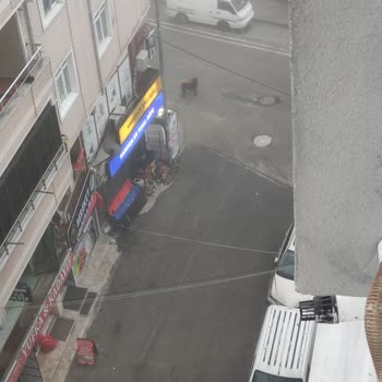 Kapaklı'da Köpek Sorunu: Güvenliğimiz Tehlikede