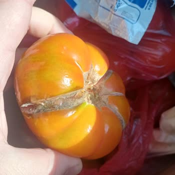 Çürük Ve Yanıltıcı Ürün Gönderimi