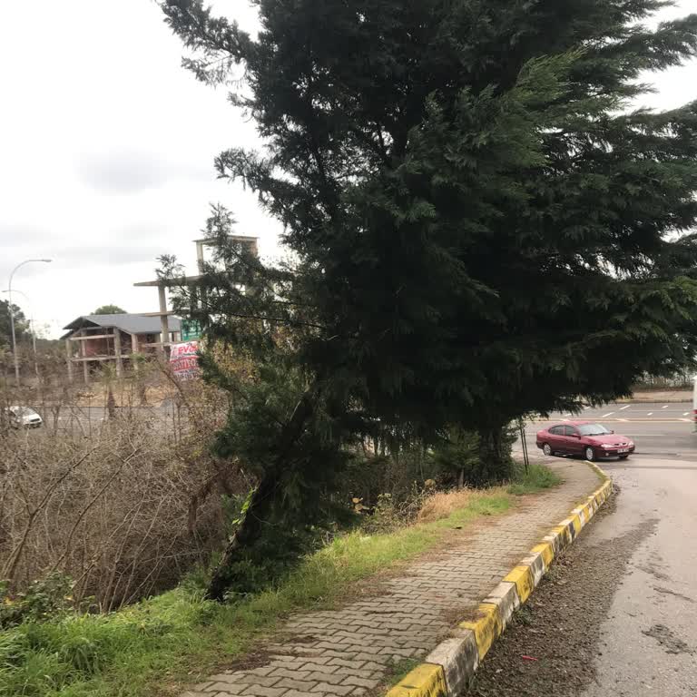 Tehlike Saçan Ağaç Ve İhmal Edilen Dere Yatağı