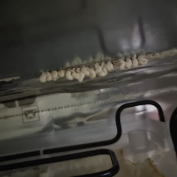 Bosch Buzdolabında Gizemli Ağır Koku Sorunu