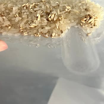 Bozuk Pirinç Kokusu Ve Kötü Görüntü Sorunu