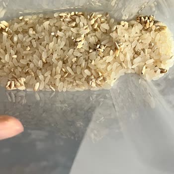 Bozuk Pirinç Kokusu Ve Kötü Görüntü Sorunu