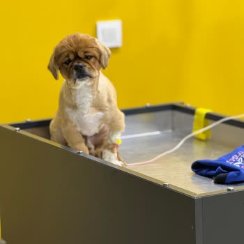 Veterinerdeki İhmalkarlık Köpeğimi Hasta Etti!