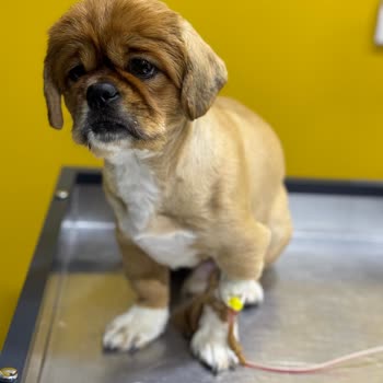 Veterinerdeki İhmalkarlık Köpeğimi Hasta Etti!