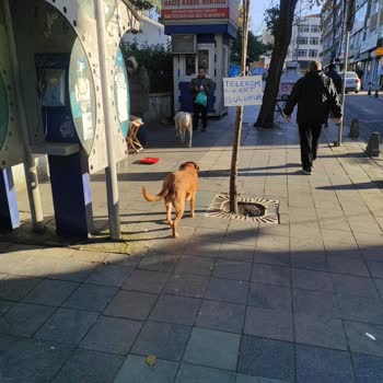 Başıboş Köpekler Tehlike Saçıyor