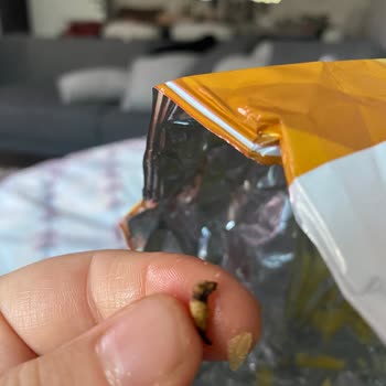 Lays Paketinden Kurt Çıktı: Üretim İhmali Mi?