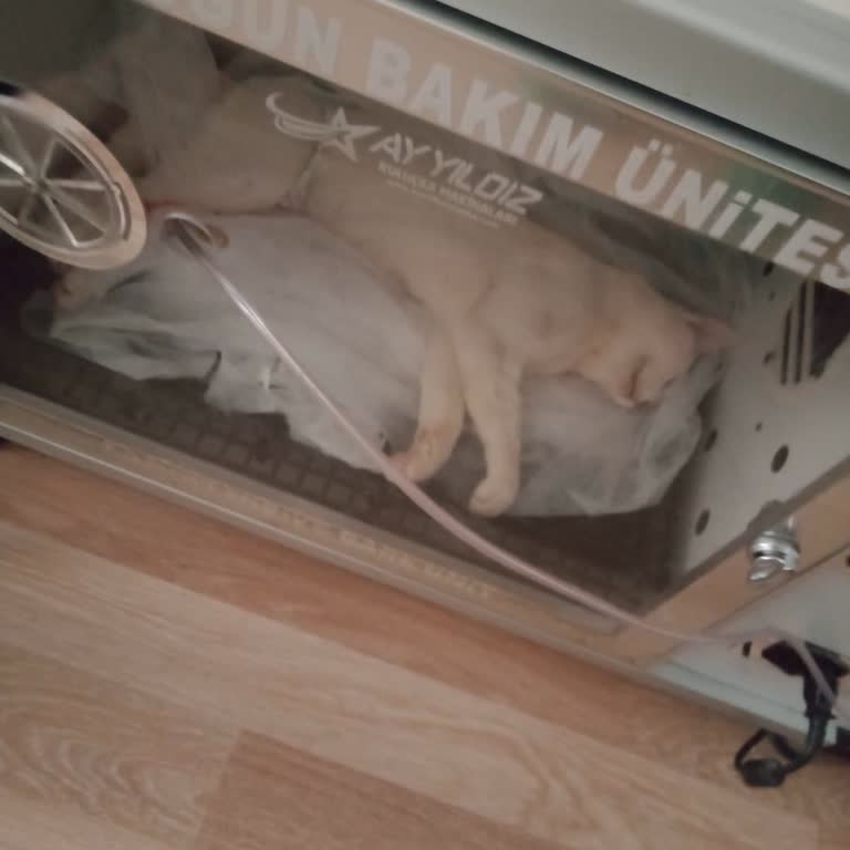 Pisi Veteriner Kliniği Veteriner Kliniğinde İhmalkarlık Ve Yanlış Teşhis Sonucu Ölüm