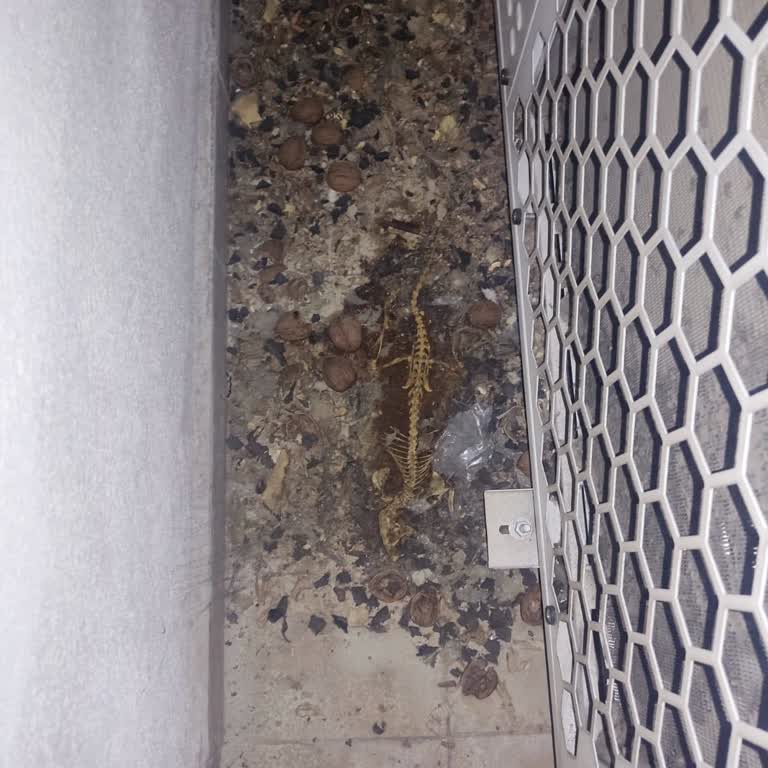 Ortak Kullanım Alanında Fare Sorunu