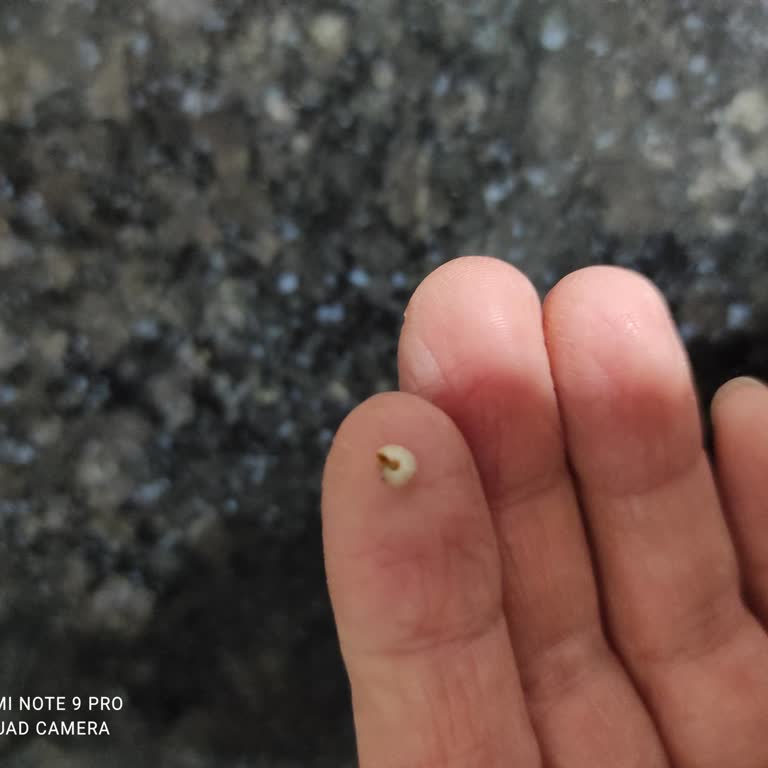 Tavuk Dönerden Çıkan Şok Edici Sürpriz