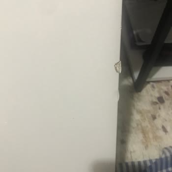 MNG Kargo'nun Sürekli Ertelenen Kargo Alımı Ve Müşteri Mağduriyeti