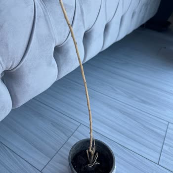 Kupkuru Dal Parçası Yerine Canlı Çiçek Beklerken Mağdur Oldum