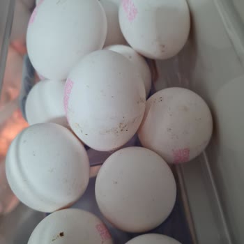 Keskinoğlu Yumurta Kolilerinde Yanıltıcı Boyut Ve Temizlik Sorunu