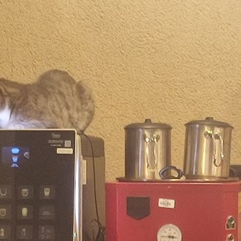 Burger King Akçay'da Hijyen Skandalı: Kedili Çay Kahve Bölümü