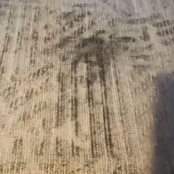 Çınar Halı Yıkama (Esenler) Halıların Hepsi Küf Olmuştu Ve Halılar Islaktı