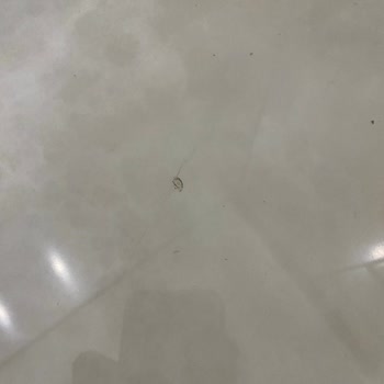 Seramiksan Karo Kalitesi Hayal Kırıklığı