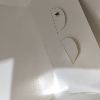 Pastane Deneyiminde Beklenmedik Sorunlar ve Müşteri Hizmetleri İlgisizliği