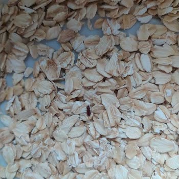 Böcek Ve Kurt Dolu Kahvaltılık Ürün Şoku!