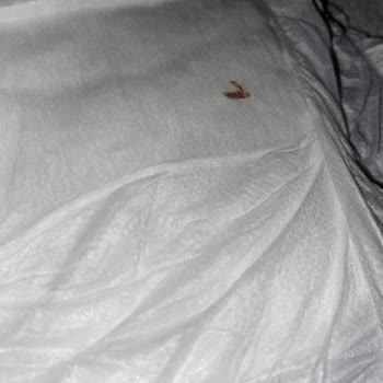 Bebek Bezlerinde Anlaşılmaz Böcek Sorunu