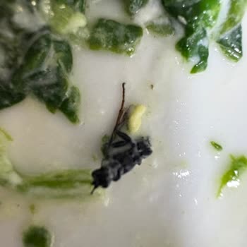 Feast Dondurulmuş Ispanakta Şok Edici Keşif