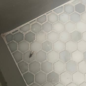 Airbnb'de Garajda Böceklerle Kalan Kiracı