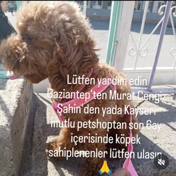 Petshop'ta Güven Skandalı: Köpeğim Çalındı!