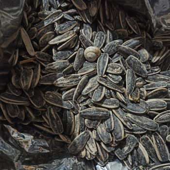 Çerezya Çekirdekte Hijyen Skandalı