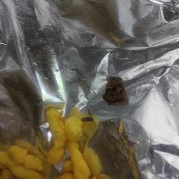 Cips Paketinde Şok Edici Keşif