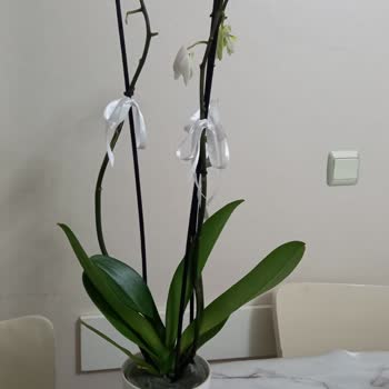 Yanlış Ürün Teslimatı Ve Çözüm Eksikliği