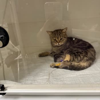 Hayvan Hastanesinde İlgisizlik Ve Ticari Yaklaşım