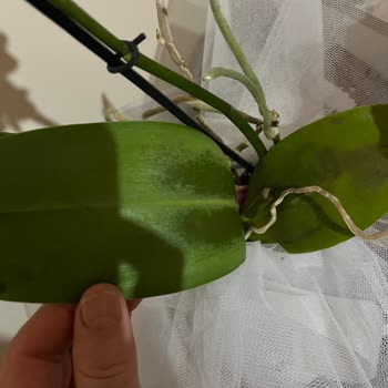 Pek Tarım Çı̇çekçı̇lı̇k Ne Para İadesi Var Ne Telafi Edecek Bir Ürün