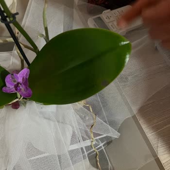 Pek Tarım Çı̇çekçı̇lı̇k Ne Para İadesi Var Ne Telafi Edecek Bir Ürün